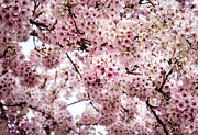 Fleeting Beauty Photograph by Jon Exley