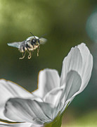 flight II.... Photograph by Paul Vitko