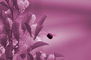 Flight of Princess Bumble Bee Photograph by Colleen Cornelius