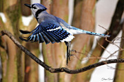 Flight of the Blue Jay Photograph by Trina Ansel Flight of the Blue Jay Photograph by Trina Ansel