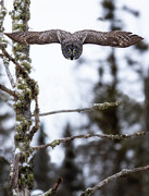 Flight of the Great Gray Photograph by Rudy Viereckl