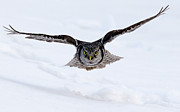 Flight Photograph by Rudy Viereckl