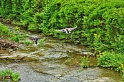 Flight to Freedom Photograph by Merle Grenz Flight to Freedom Photograph by Merle Grenz