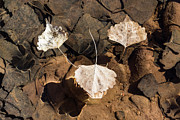 Floaters Photograph by Deborah Hughes