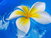 Floating Frangipani - Plumeria Alba Photograph by Kaye Menner