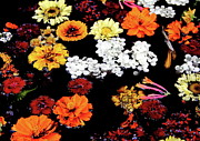 Floating Petals Photograph by Allen Nice-Webb
