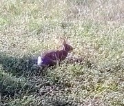 Floppy Our Local Bunny Photograph by Suzanne Berthier