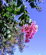 Floral Essence Photograph by Suzanne Berthier