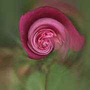 Floral fantasy 1 Photograph by Usha Peddamatham