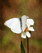 Florida White Photograph by Dawn Currie