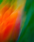 Flow Photograph by Neil Shapiro