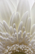 Flower 3473 Photograph by Damon Clarke