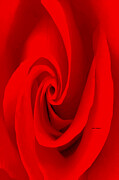 Flower 9269 Digital Art by Rafael Salazar