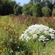 Flower Along the Trail  Photograph by Jason Nicholas