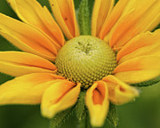 Flower Central Photograph by Neil Shapiro