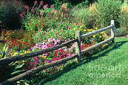 Flower Garden Photograph by Michael P. Gadomski Flower Garden Photograph by Michael P. Gadomski
