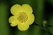 Flower Macro - Buttercup Photograph by Craig Shaknis