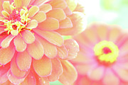 Flower Oasis Photograph by Becqi Sherman Flower Oasis Photograph by Becqi Sherman