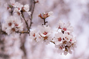 Flowering Branches Photograph by Ana V Ramirez