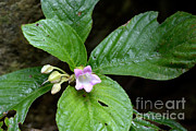 Flowering Gesneriad Photograph by Fletcher & Baylis