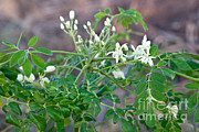 Flowering  Moringa Photograph by Inga Spence