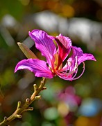 Flowering Tree Photograph by Dean Ferreira Flowering Tree Photograph by Dean Ferreira