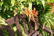 Flowers' bench Photograph by Elena Perelman