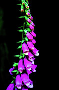 Flowers Photograph by Jason Brooks Flowers Photograph by Jason Brooks