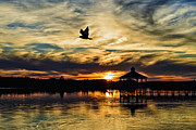Fly Away Photograph by DJA Images