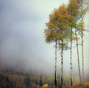 Foggy Aspen Photograph by Doug Sturgess