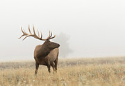Foggy Morning Photograph by Ronnie And Frances Howard