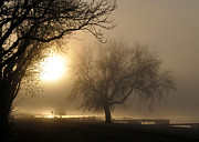 Foggy November Sunrise on the Bay Photograph by Tim Nyberg Foggy November Sunrise on the Bay Photograph by Tim Nyberg
