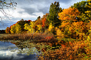 Foliage along Ipswich river Photograph by Lilia S