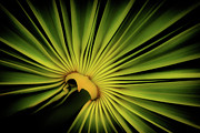 Foliage Burst Photograph by Becqi Sherman