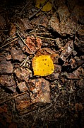 Fools Gold Photograph by Michael Brungardt