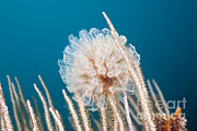 Football Sea Squirt Photograph by Reinhard Dirscherl Football Sea Squirt Photograph by Reinhard Dirscherl