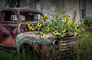 Ford Truck with Yellow Flowers abandoned in the Ghost Town by Okaton South Dakota Photograph by Randall Nyhof