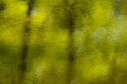 Forest Abstract Reflection Photograph by Denise Bush