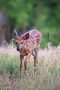 Forest Fawn Photograph by John De Bord
