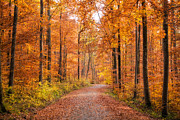 Forest in autumn Nature Park Schoenbuch Germany Photograph by Matthias Hauser