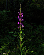 Forest Jewels Photograph by Fred Denner