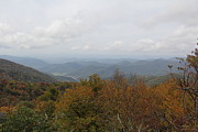 Forest Landscape View Photograph by Allen Nice-Webb
