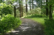 Forest path. Photograph by Elena Perelman
