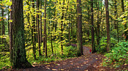 Forest Pathway Photograph by John Christopher