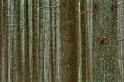 Forest Pattern Photograph by Denise Bush