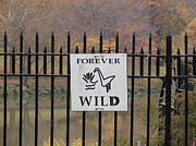 Forever Wild Photograph by Cole Thompson