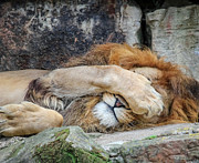 Fort Worth Zoo Sleepy Lion Photograph by Robert Bellomy Fort Worth Zoo Sleepy Lion Photograph by Robert Bellomy