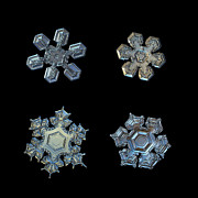 Four snowflakes on black 2 Photograph by Alexey Kljatov