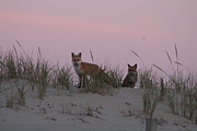 Fox And Vixen Photograph by Robert Banach