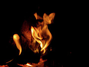 Fox Fire Photograph by Azthet Photography